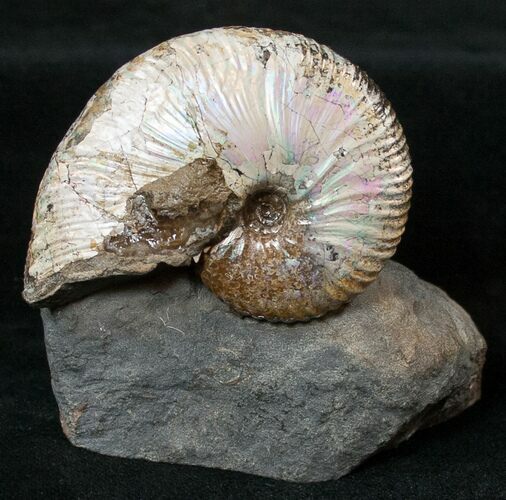 Hoploscaphites Ammonite - Opalescent Shell #16987